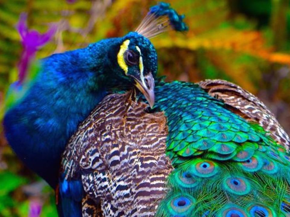 Peacock Love Jewellery Collection